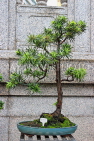 HONG KONG, Kowloon, Wong Tai Sin Temple, Bonsai tree in temple grounds, HK1200JPL