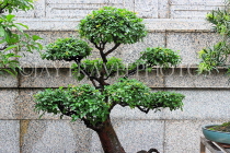 HONG KONG, Kowloon, Wong Tai Sin Temple, Bonsai tree in temple grounds, HK1201JPL