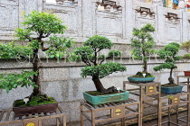 HONG KONG, Kowloon, Wong Tai Sin Temple, Bonsai trees in temple grounds, HK1199JPL