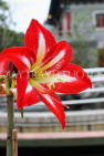 HONG KONG, Lantau Island, Po Lin Monastery, gardens, large red Lily, HK814JPL