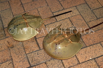 HONG KONG, Sai Kung, waterfront, seafood restaurants, Horseshoe Crabs, HK1436JPL