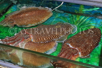HONG KONG, Sai Kung, waterfront, seafood restaurants, live Cuttlefish on display, HK1432JPL