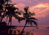 Hawaiian Islands, HAWAII (Big Island), Kohala Coast, sunset and coconut trees, HAW136JPL
