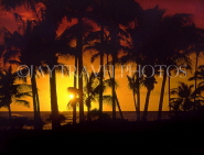 Hawaiian Islands, HAWAII (Big Island), Kohala Coast, sunset through coconut trees, HAW142JPL