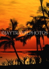 Hawaiian Islands, HAWAII (Big Island), Kohala Coast, sunset through coconut trees, HAW379JPL