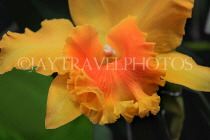 Hawaiian Islands, KAUAI, Cattleya Orchid, HAW156JPL