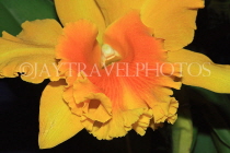 Hawaiian Islands, KAUAI, Cattleya Orchid, HAW157JPL