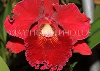 Hawaiian Islands, KAUAI, Cattleya Orchid, HAW172JPL
