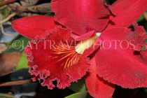 Hawaiian Islands, KAUAI, Cattleya Orchid, HAW173JPL