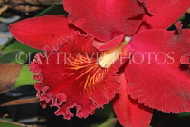 Hawaiian Islands, KAUAI, Cattleya Orchid, HAW174JPL