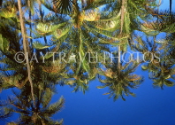 Hawaiian Islands, KAUAI, Coconut trees reflecting in lake, HAW391JPL