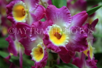 Hawaiian Islands, KAUAI, Dendrobium Orchid, HAW200JPL