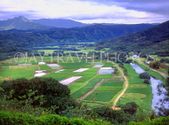 Hawaiian Islands, KAUAI, Hanalei Valley and Taro (yam) fields, HAW147JPL