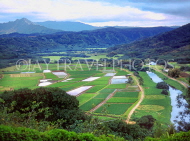 Hawaiian Islands, KAUAI, Hanalei Valley and Taro (yam) fields, HAW147JPLA