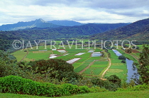 Hawaiian Islands, KAUAI, Hanalei Valley and Taro (yam) fields, HAW381JPL