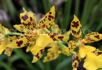 Hawaiian Islands, KAUAI, Oncidium Orchids, HAW202JPL