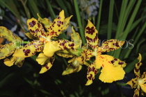 Hawaiian Islands, KAUAI, Oncidium Orchids, HAW203JPL