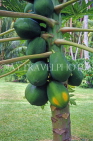 Hawaiian Islands, KAUAI, Papaya tree with fruit, HAW988JPL