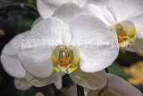 Hawaiian Islands, KAUAI, Phalaenopsis Orchids, HAW184JPL