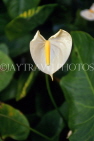 Hawaiian Islands, KAUAI, white Anthurium flower, HAW151JPL