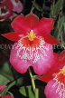 Hawaiian Islands, OAHU, Miltonia Orchids, South American hybrid, HAW178JPL
