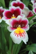 Hawaiian Islands, OAHU, Miltonia Orchids, South American hybrid, HAW179JPL