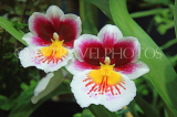 Hawaiian Islands, OAHU, Miltonia Orchids, South American hybrid, HAW180JPL