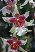 Hawaiian Islands, OAHU, Miltonia Orchids, South American hybrid, HAW198JPL