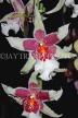 Hawaiian Islands, OAHU, Miltonia Orchids, South American hybrid, HAW199JPL
