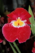 Hawaiian Islands, OAHU, Miltonia Orchids, South American hybrid, HAW201JPL