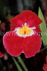 Hawaiian Islands, OAHU, Miltonia Orchids, South American hybrid, HAW201JPL