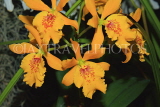 Hawaiian Islands, OAHU, Oncidium Orchids, South American hybrid, HAW211JPL