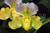 Hawaiian Islands, OAHU, Paphiopedilum Orchid, HAW160JPL