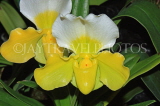 Hawaiian Islands, OAHU, Paphiopedilum Orchid, HAW161JPL