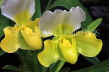 Hawaiian Islands, OAHU, Paphiopedilum Orchid, HAW162JPL