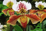 Hawaiian Islands, OAHU, Paphiopedilum Orchid, HAW166JPL