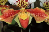 Hawaiian Islands, OAHU, Paphiopedilum Orchid, HAW167JPL