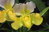 Hawaiian Islands, OAHU, Paphiopedilum Orchid, HAW175JPL