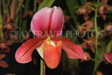 Hawaiian Islands, OAHU, Paphiopedilum Orchid, HAW207JPL