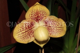 Hawaiian Islands, OAHU, Paphiopedilum Orchid, HAW208JPL