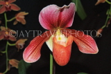 Hawaiian Islands, OAHU, Paphiopedilum Orchid, HAW210JPL
