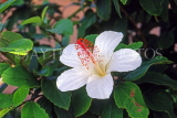 Hawaiian Islands, OAHU, white Hibiscus flower, HAW237JPL