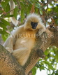 INDIA, Assam, golden langur monkey on tree, IND1439JPL