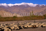 INDIA, Ladakh region, LEH, Chuchot village, shepherd with flock, IND643JPL
