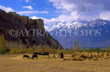 INDIA, Ladakh region, LEH Palace and Stok Kangri Peak, farmers harvesting, IND628JPL