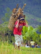 INDIA, Sikkim, boy carrying firewood, IND1470JPL