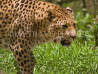 INDIA, Sikkim, close up of leopard, IND1471JPL