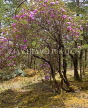 INDIA, Sikkim, rhododendron tree in full blossom, IND1353JPL