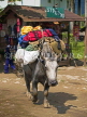 INDIA, Sikkim, yak carrying trekkers gear to the Goecha, IND1365JPL