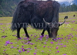 INDIA, Sikkim, yak eating primulas in alpine valleys of northern Sikkim, IND1366JPL